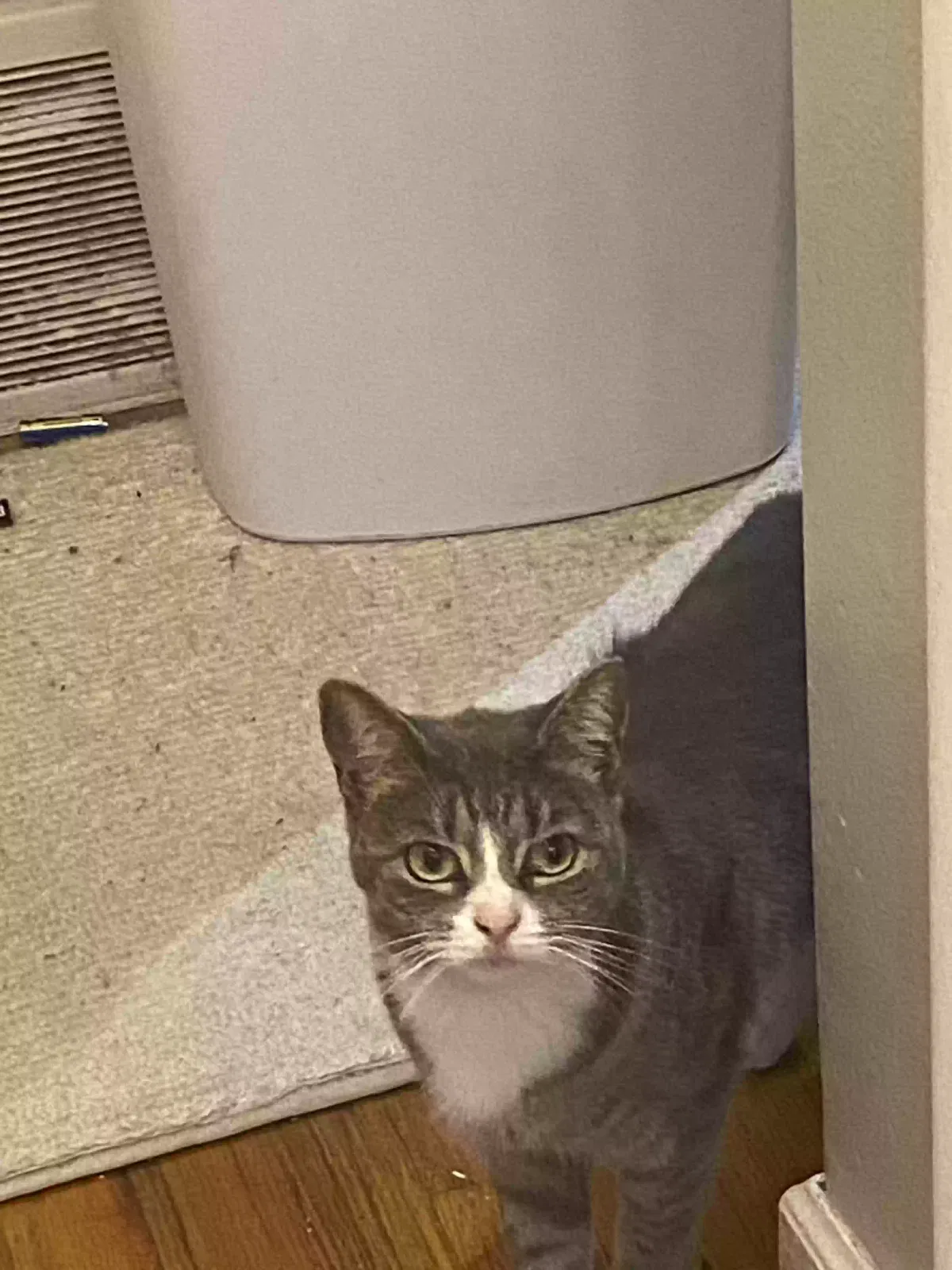 Lost cat in Detroit, MI, 48228