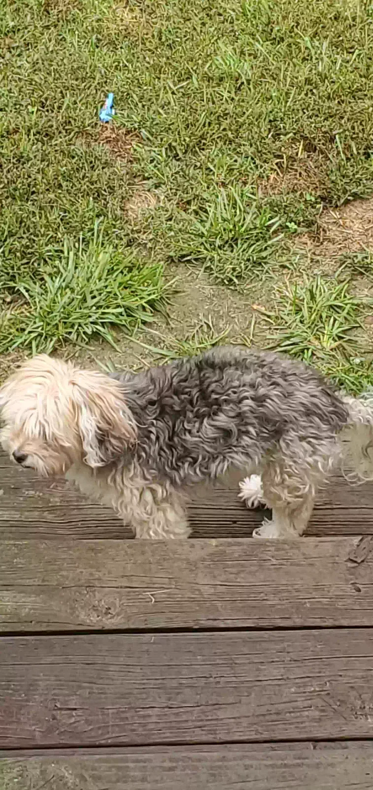 Lost dog in Elon, NC, 27244