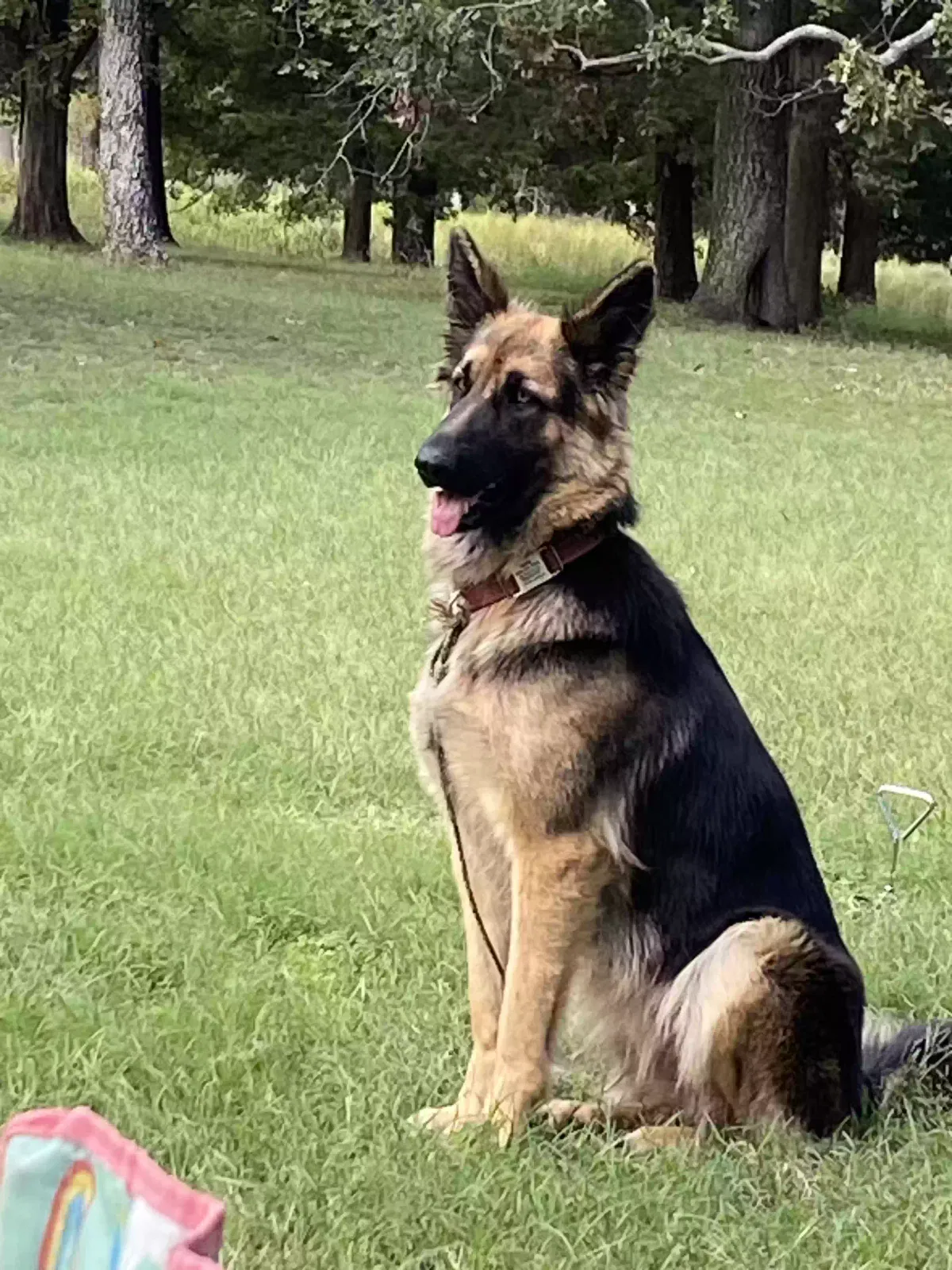 Lost dog in Sapulpa, OK, 74066