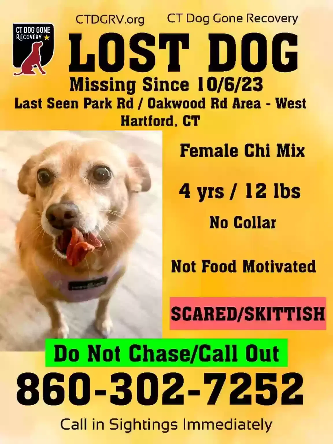 Lost dog in West Hartford, CT, 6110