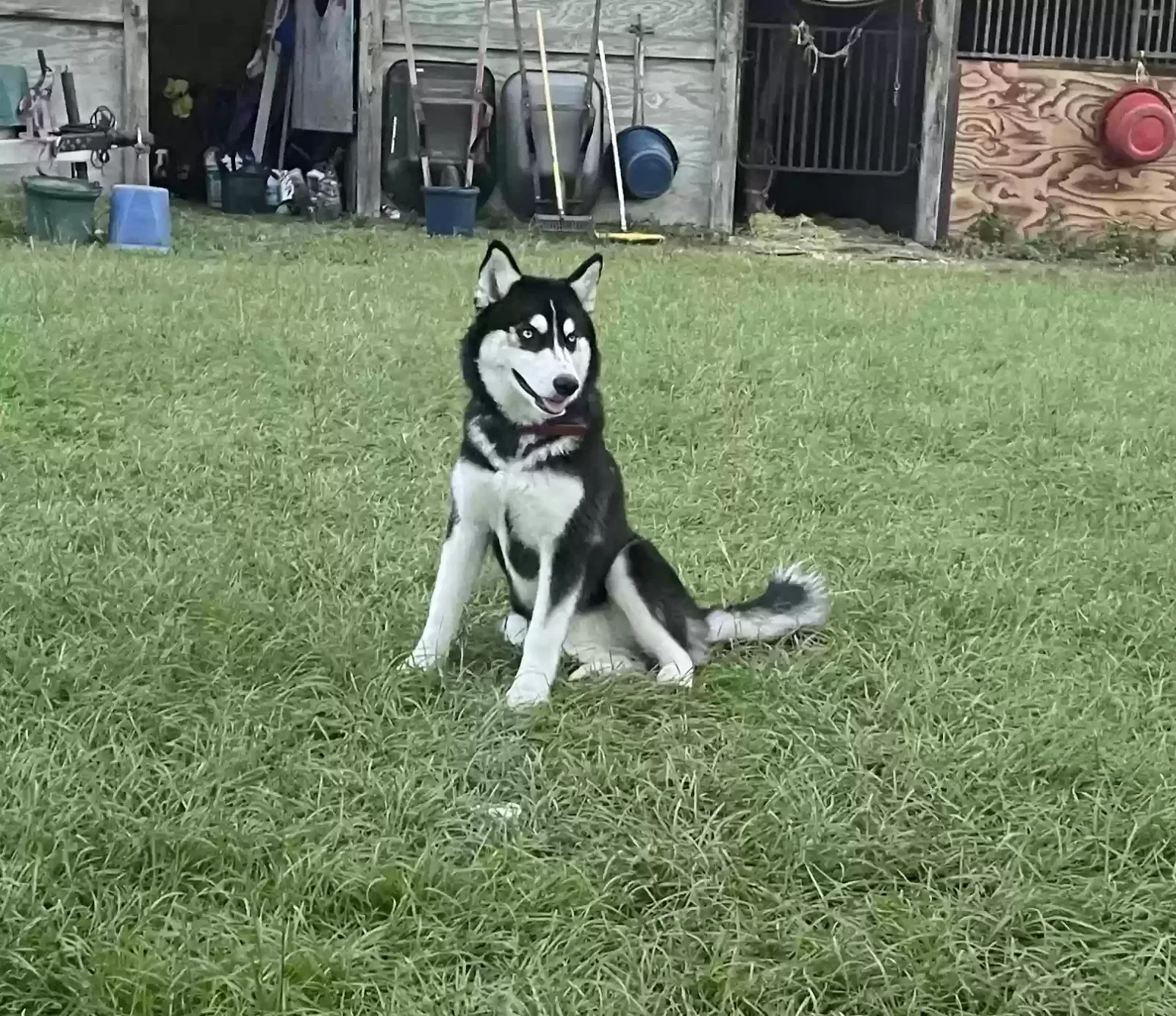 Lost dog in Ocala, FL, 34482