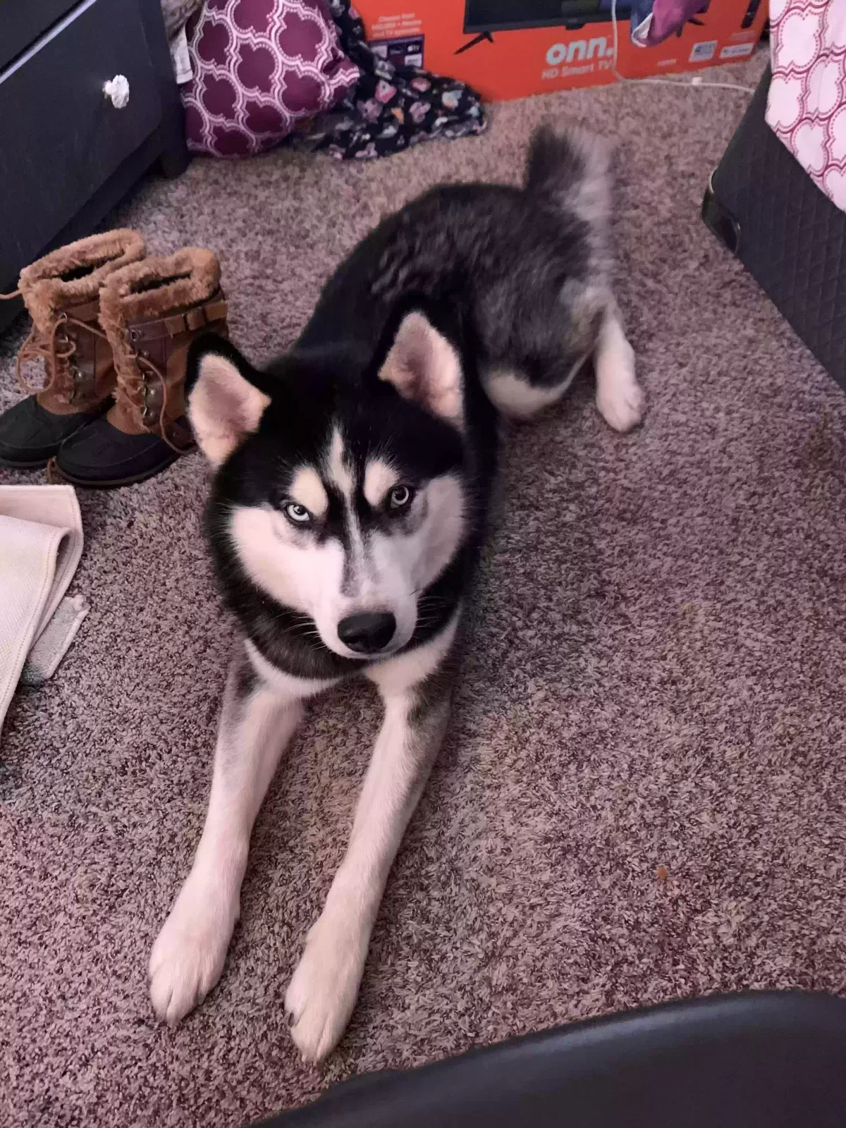 Lost dog in Winston Salem, NC, 27107