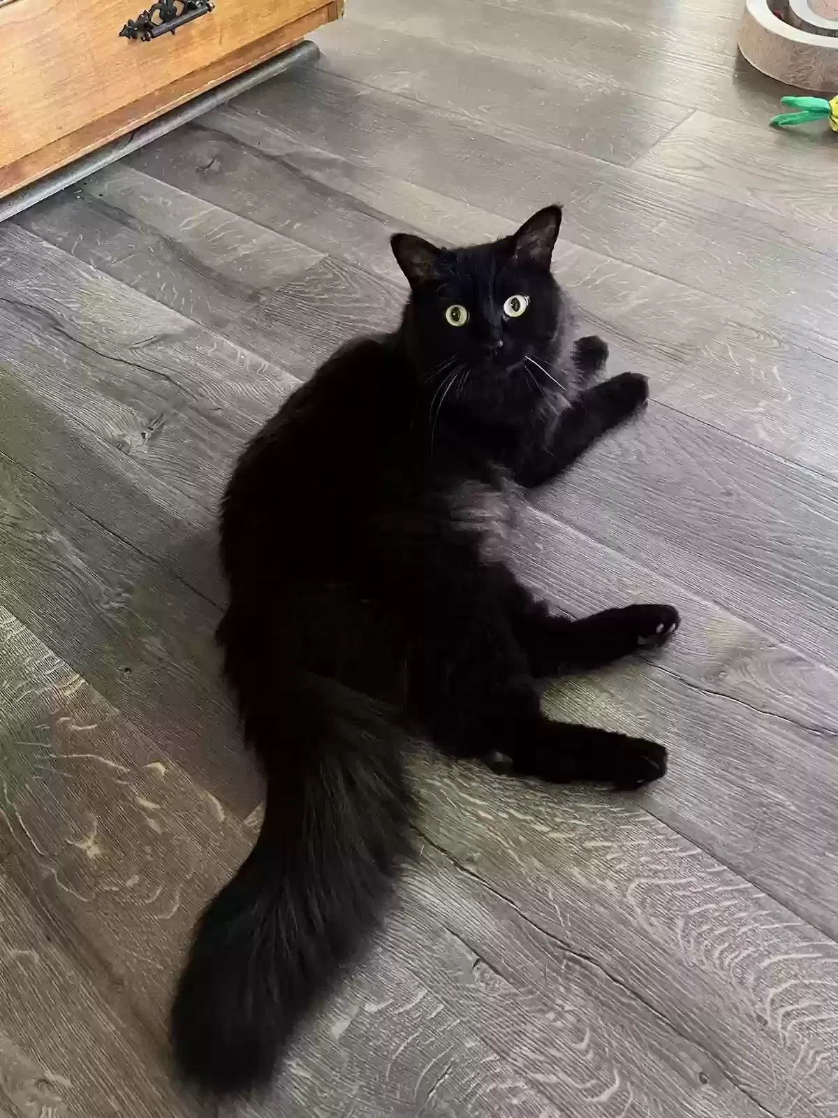 Lost cat in Salt Lake City, UT, 84115