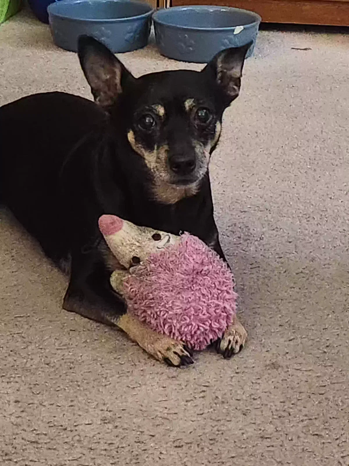 Lost dog in Tucson, AZ, 85745