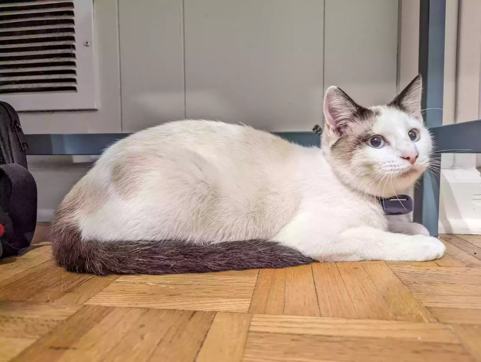 Found cat in Memphis, TN, 38120