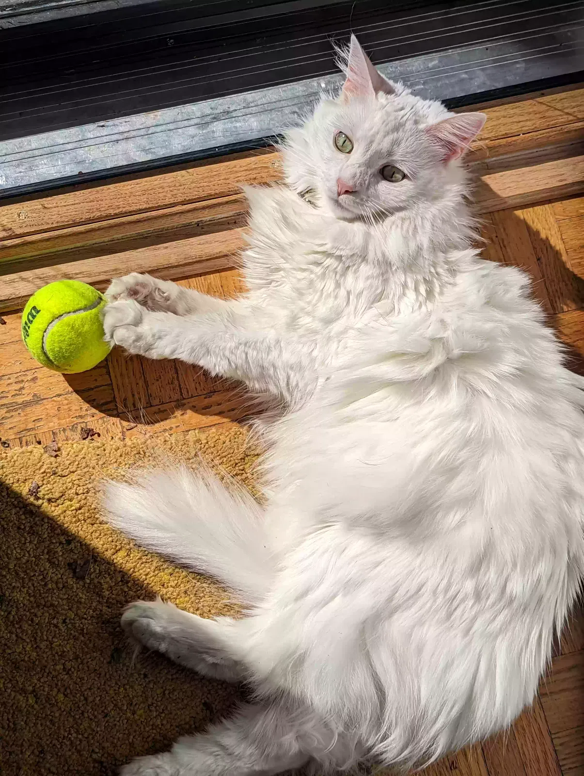 Lost cat in Memphis, TN, 38120