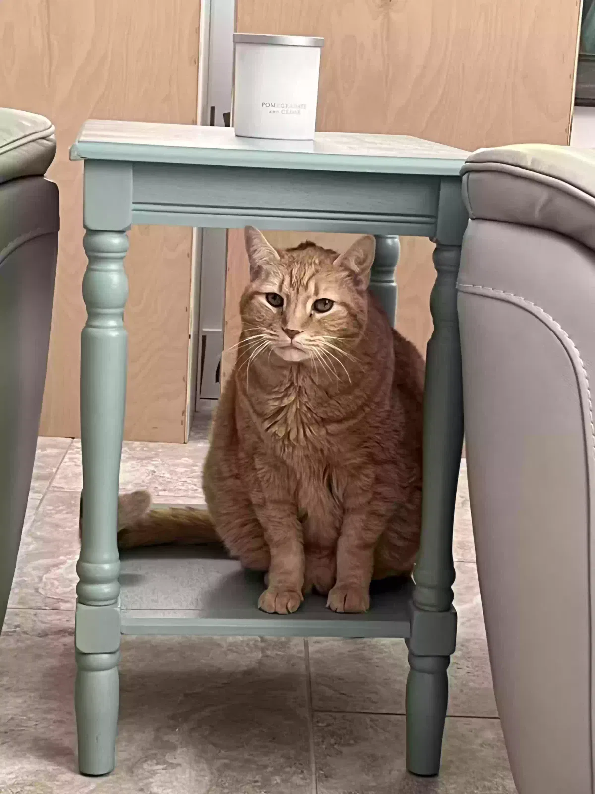 Lost cat in North Fort Myers, FL, 33903