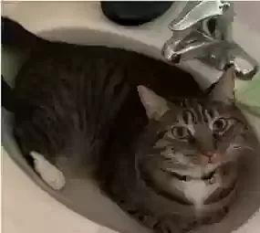 Lost cat in Christiana, PA, 17509