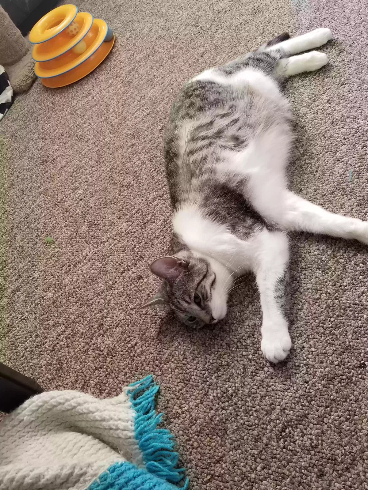 Lost cat in Milwaukee, WI, 53213