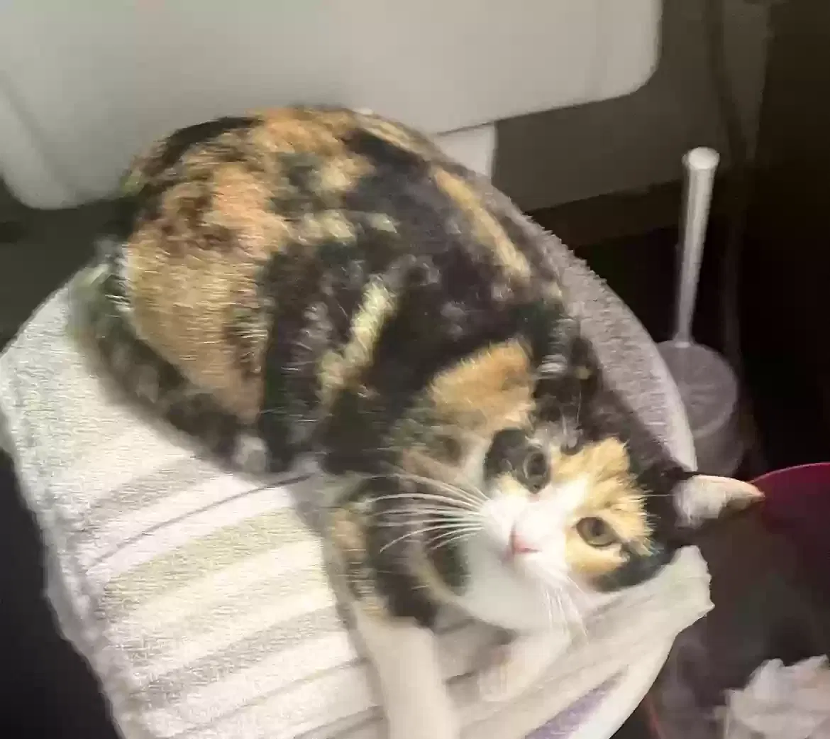 Lost cat in Mustang, OK, 73064