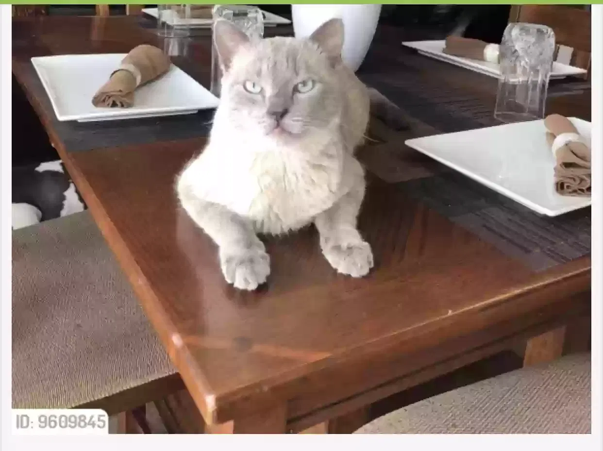 Lost cat in Henderson, NV, 89011