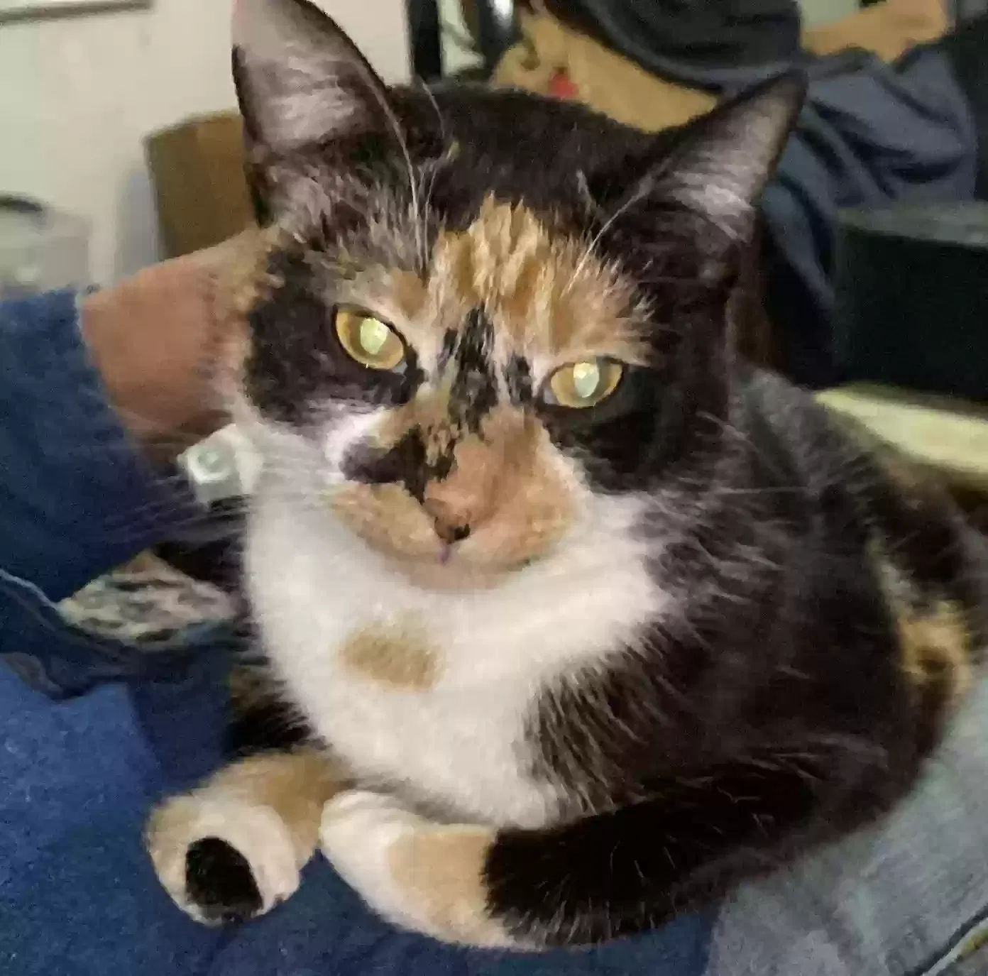 Lost cat in Cresson, TX, 76035