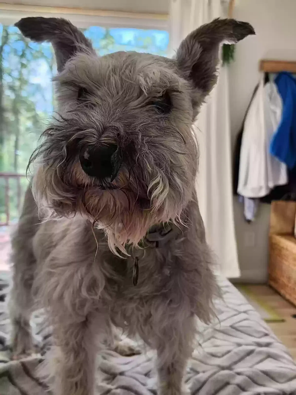 Lost dog in Midway, GA, 31320