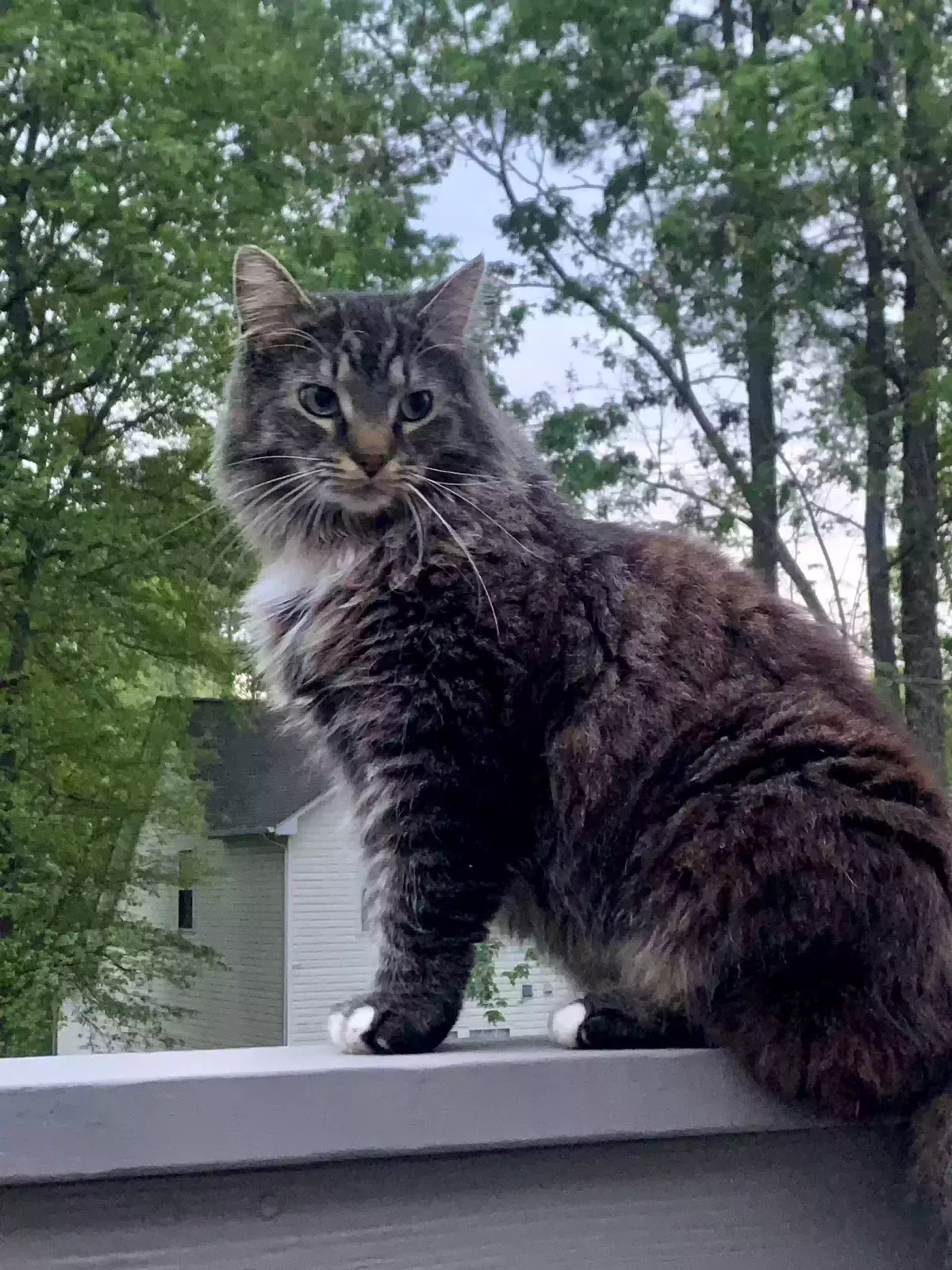 Lost cat in Duncan, SC, 29334
