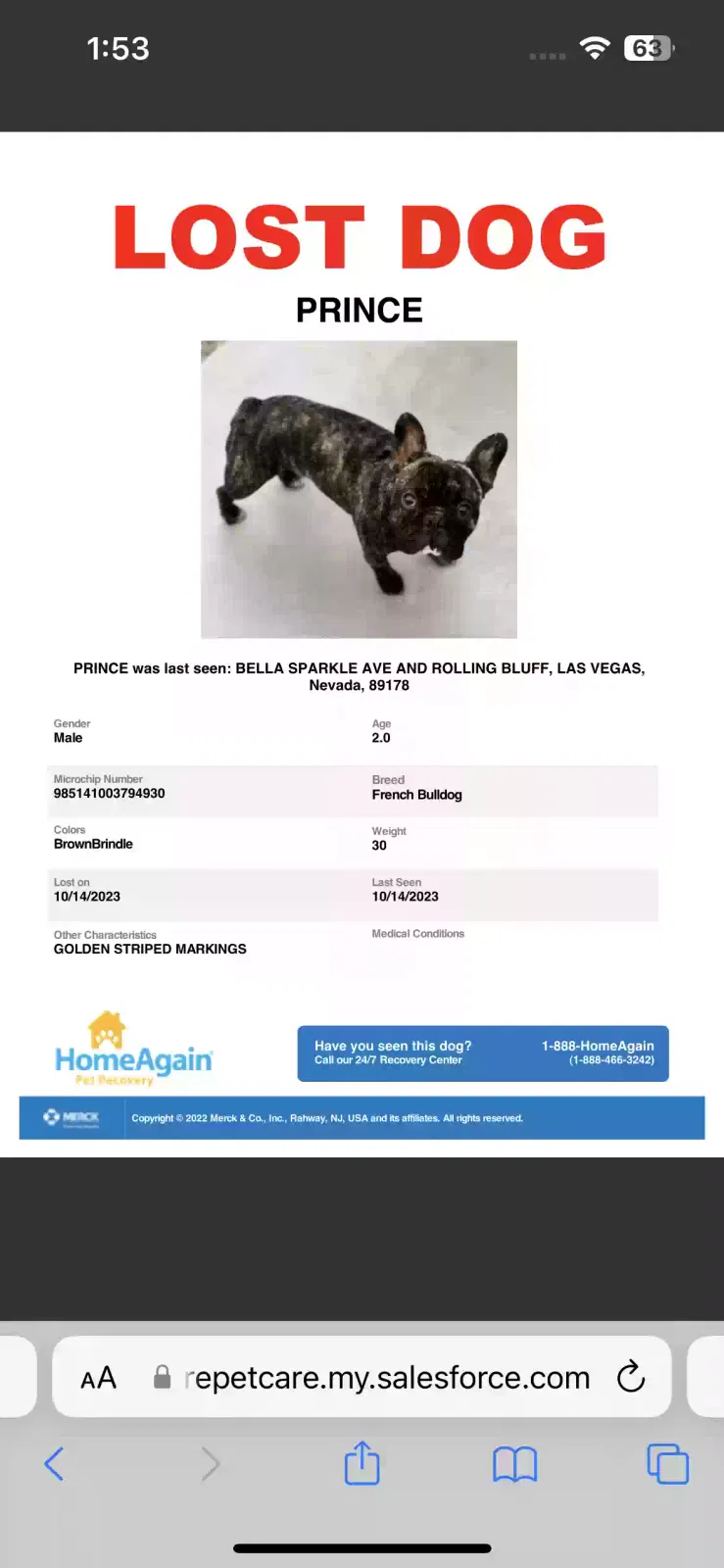 Lost dog in Las Vegas, NV, 89178