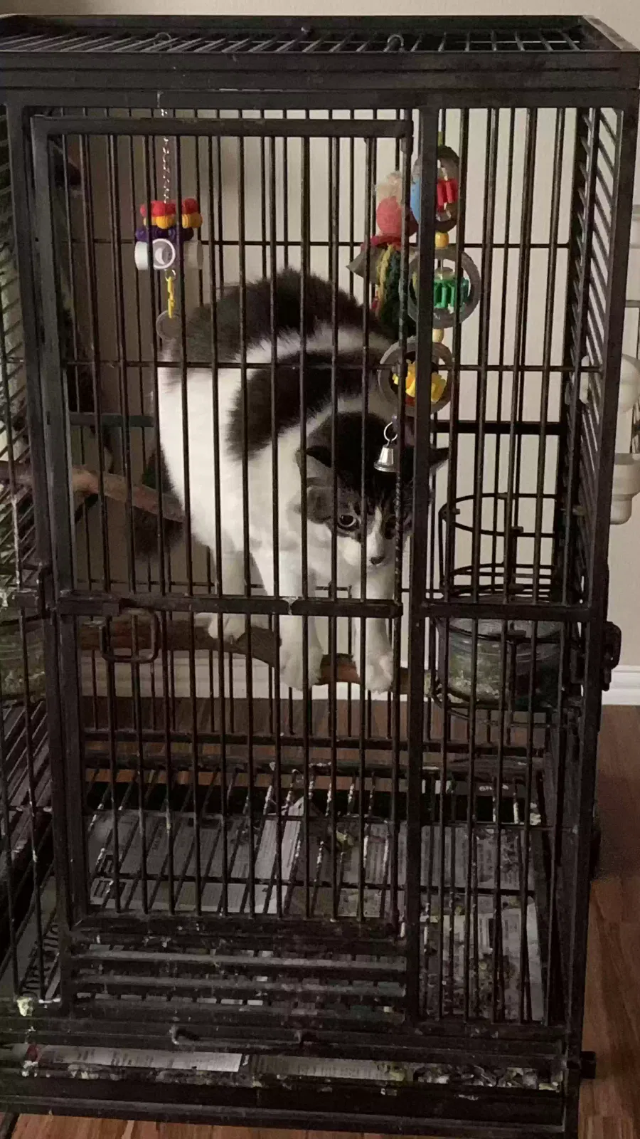 Lost cat in Rockport, TX, 78382