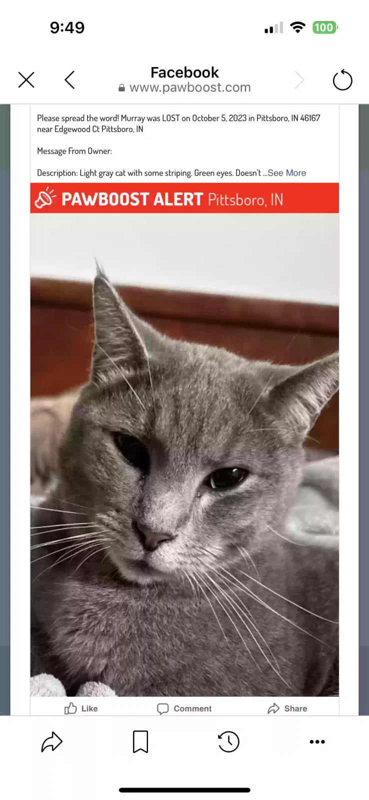 Lost cat in Pittsboro, IN, 46167