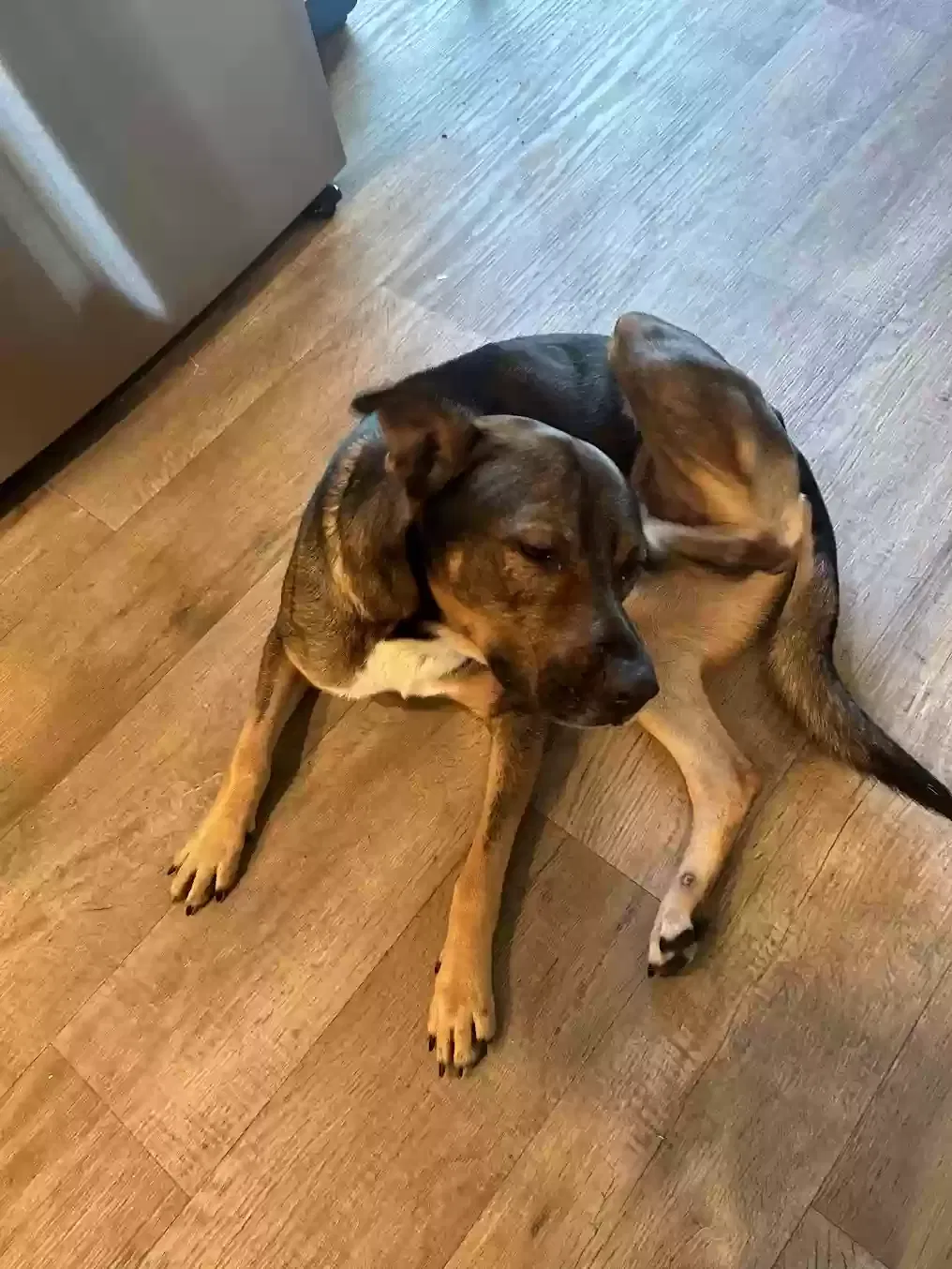Found dog in Winston Salem, NC, 27105