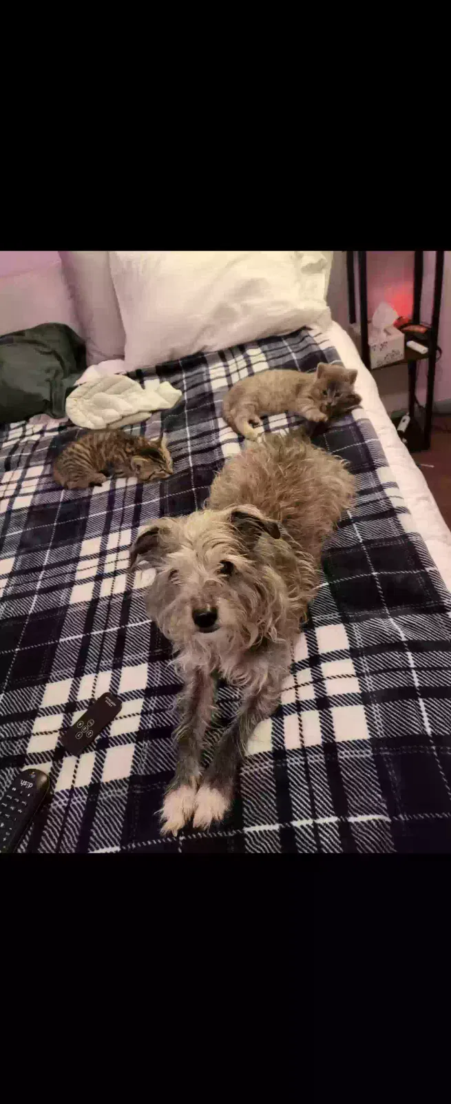 Lost dog in Florissant, CO, 80816