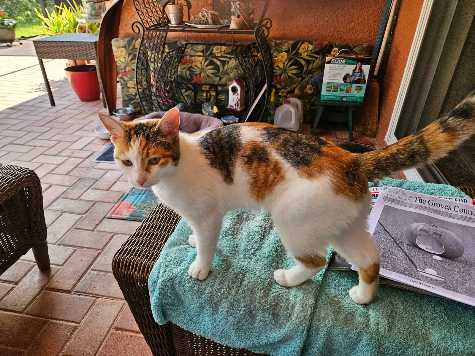 Found cat in Land O Lakes, FL, 34637