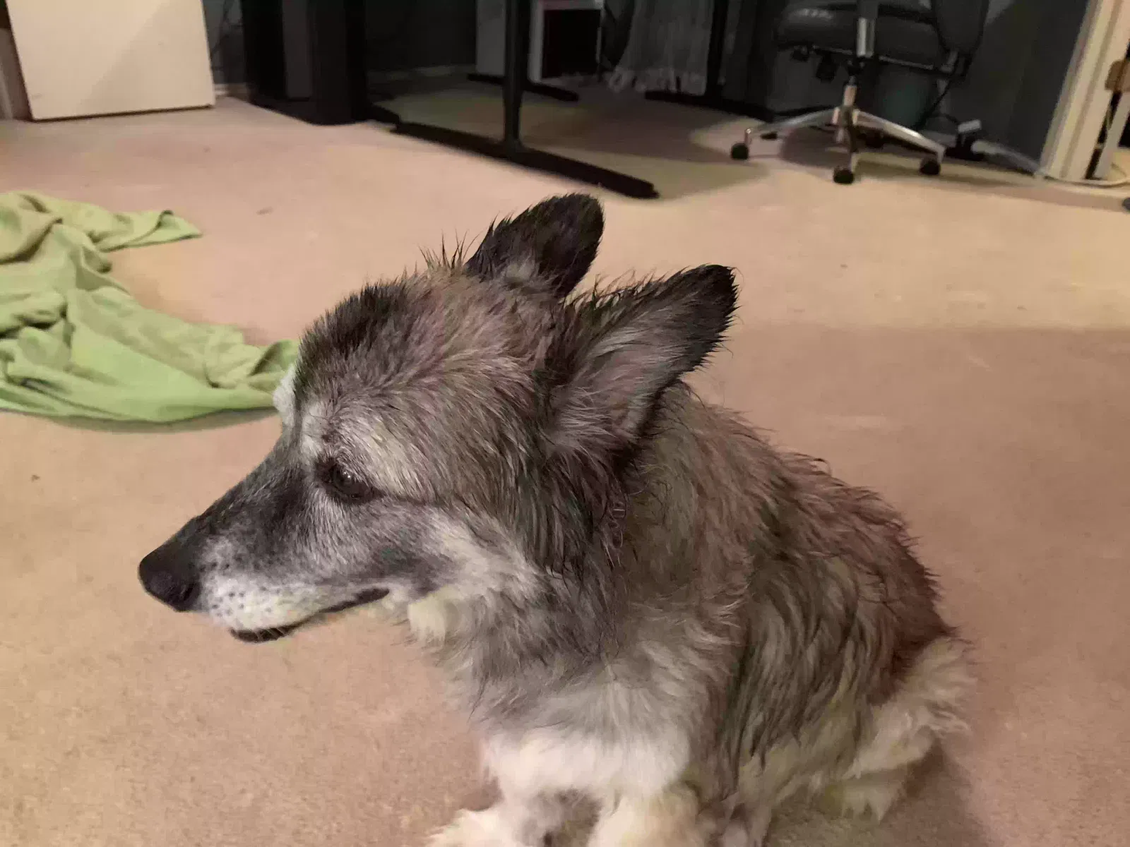 Lost dog in San Antonio, TX, 78249