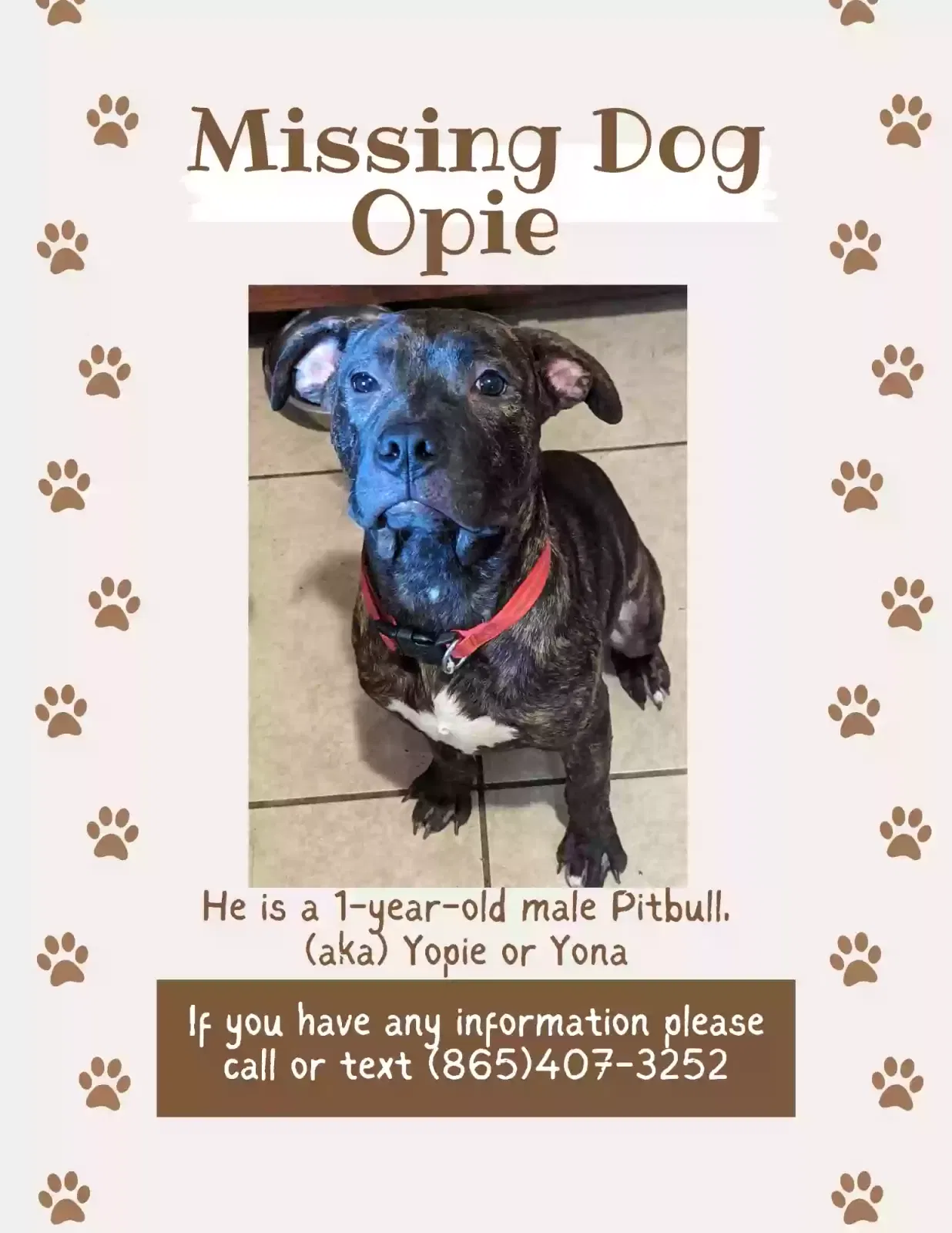 Lost dog in Knoxville, TN, 37920
