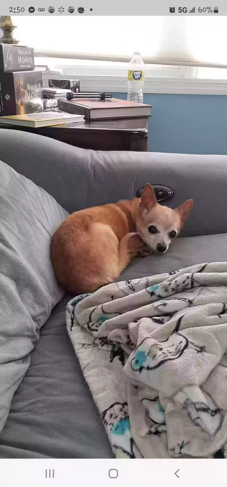 Lost dog in Soddy Daisy, TN, 37379