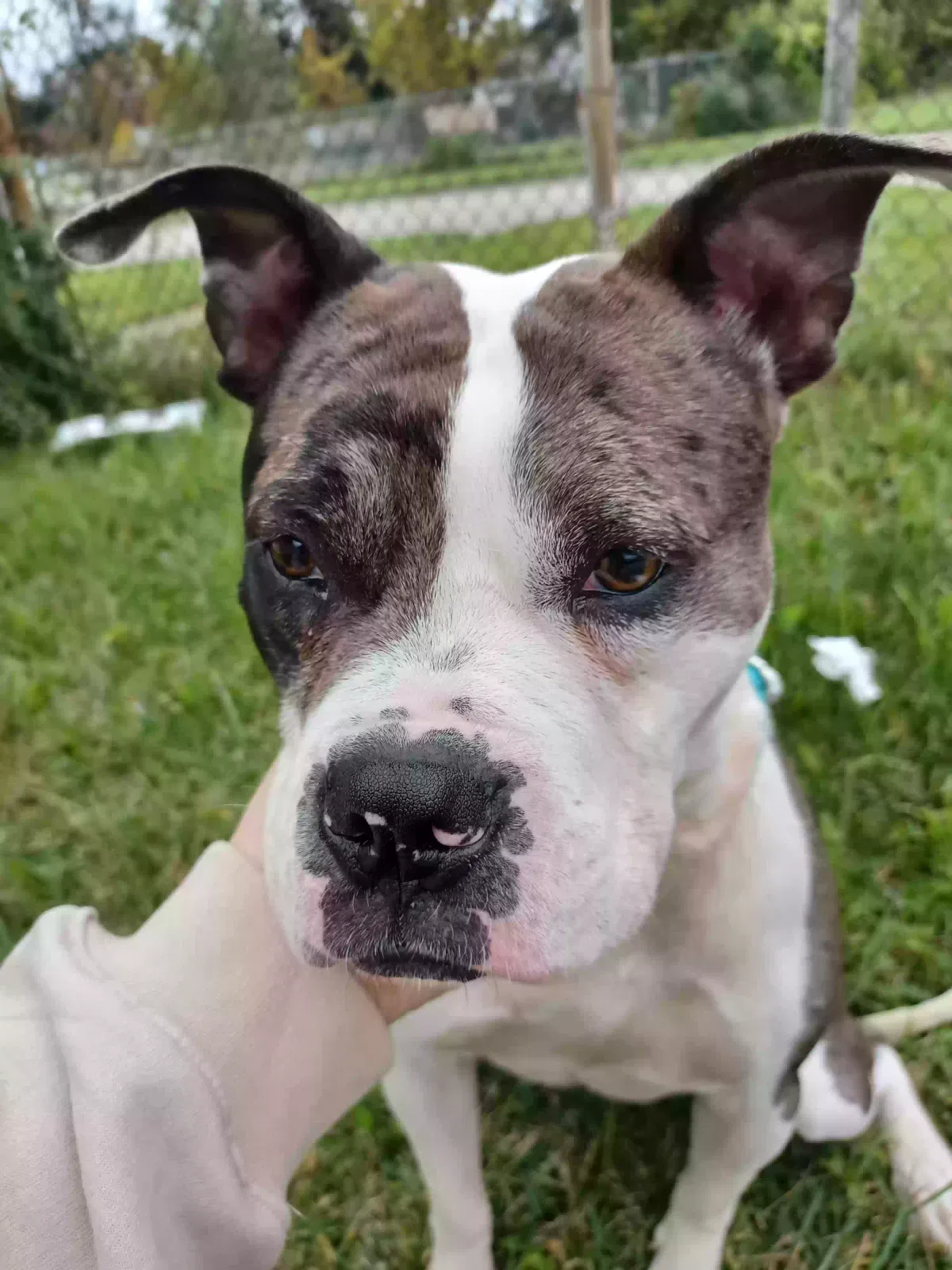 Found dog in Detroit, MI, 48223