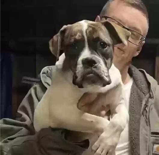 Lost dog in Stoneville, NC, 27048