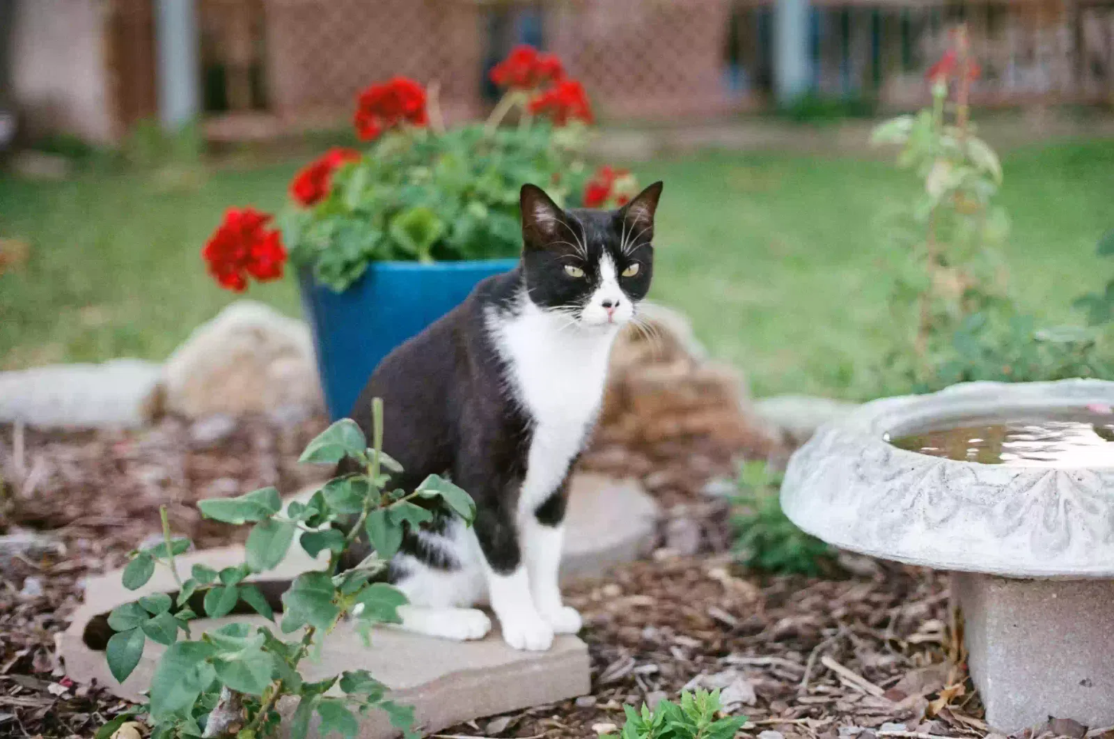 Lost cat in Buda, TX, 78610