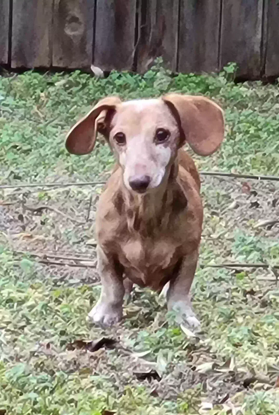 Lost dog in Fort Worth, TX, 76107
