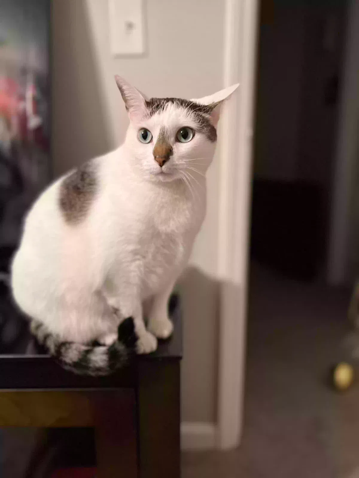 Lost cat in Matthews, NC, 28105