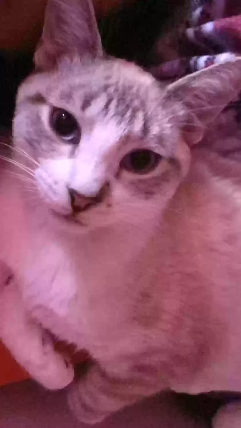 Lost cat in Lakeland, FL, 33810