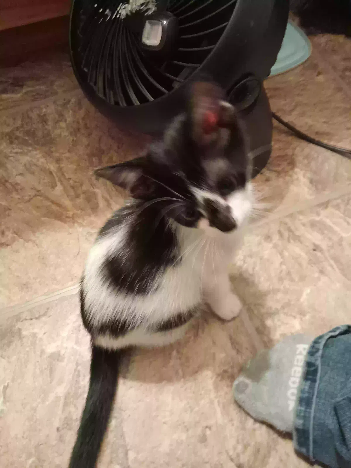 Lost cat in Wagoner, OK, 74467
