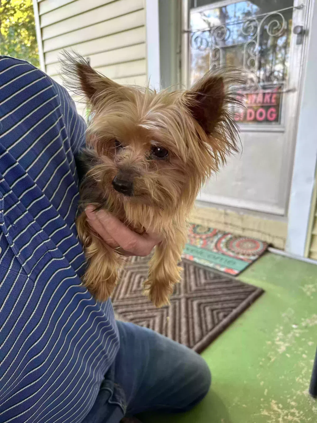 Found dog in Stony Point, NC, 28678