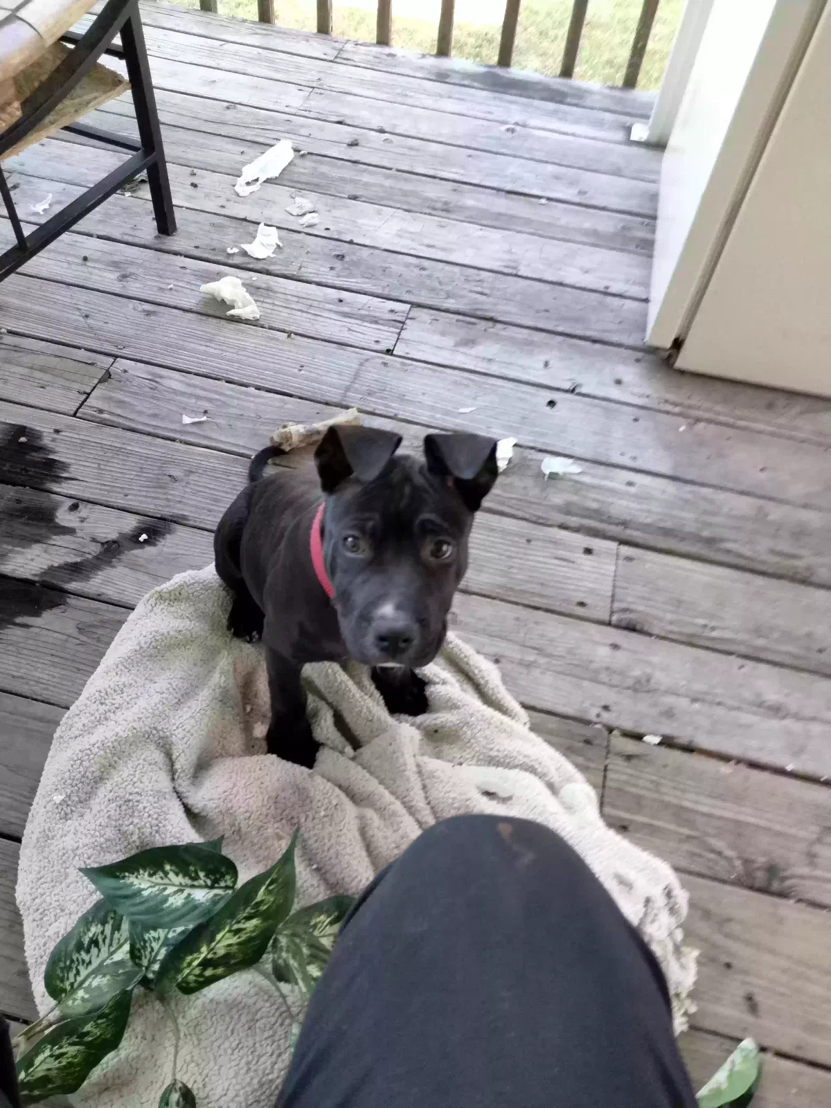 Lost dog in Salt Lake City, UT, 84120