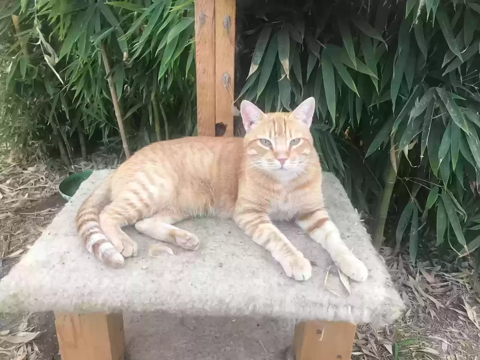 Lost cat in Galt, CA, 95632