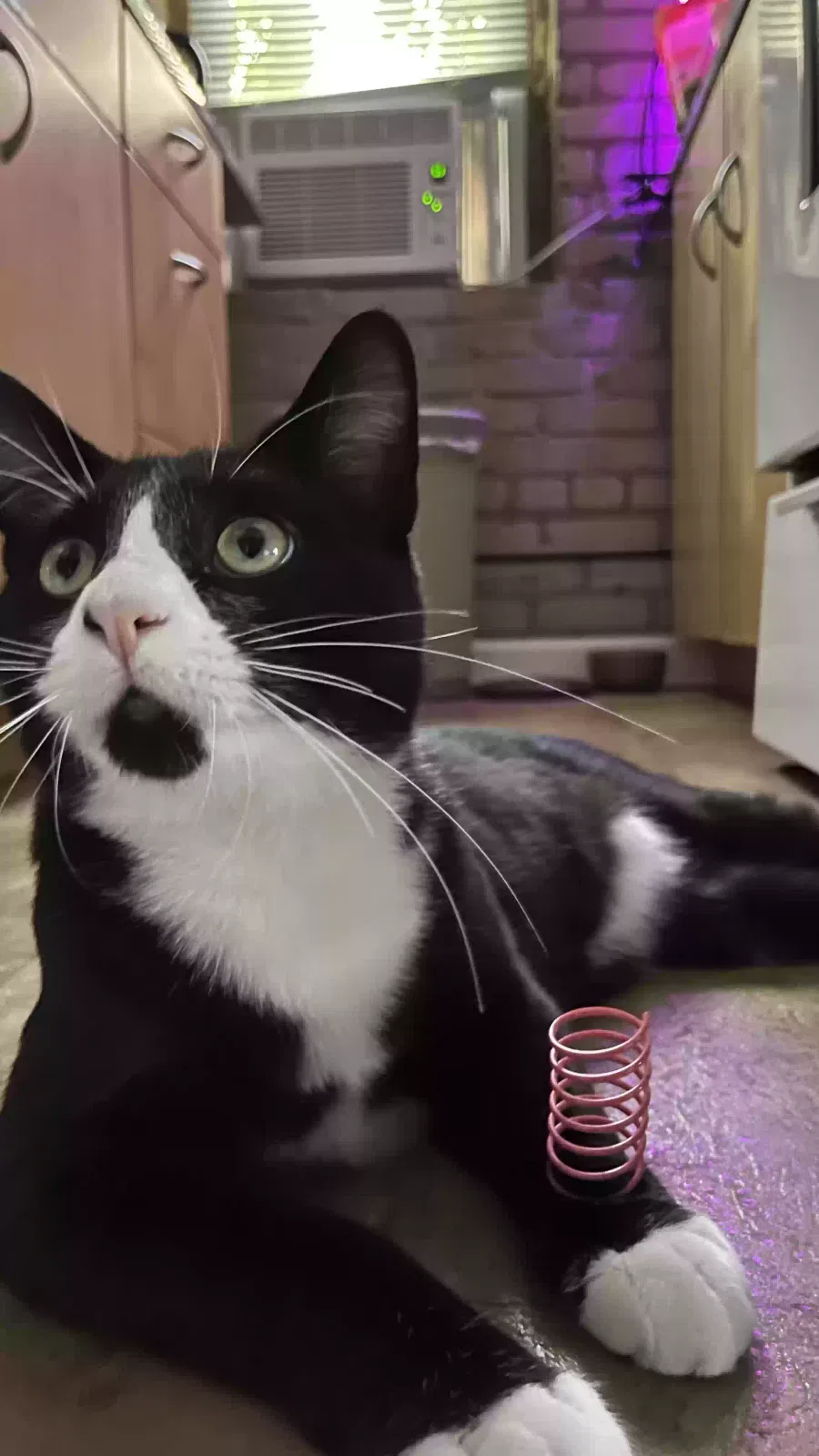 Lost cat in Minneapolis, MN, 55404