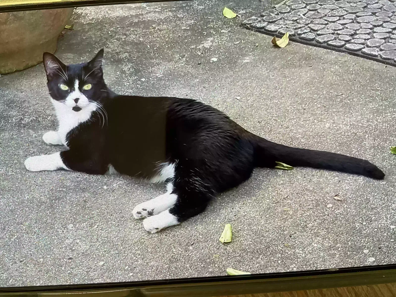 Lost cat in Houston, TX, 77083