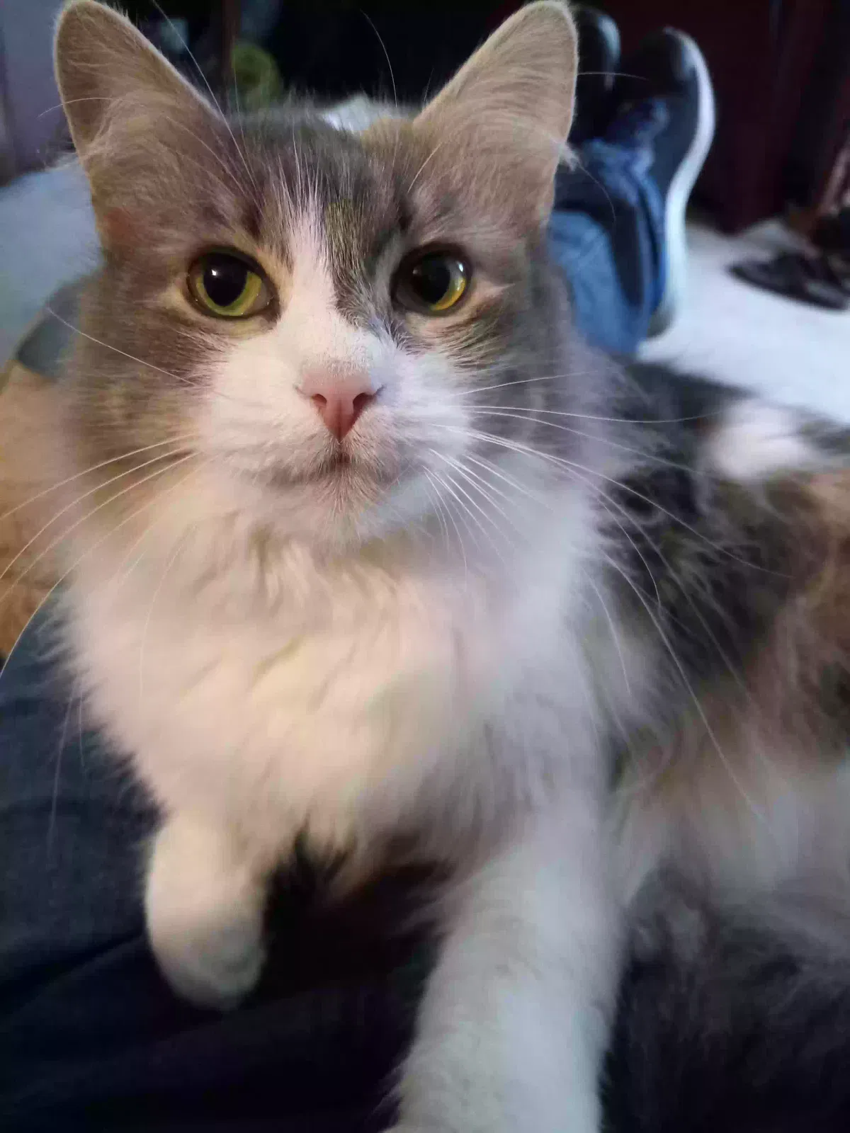 Lost cat in Wilmington, NC, 28405