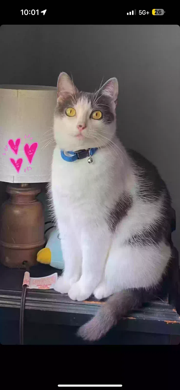 Lost cat in Conroe, TX, 77302