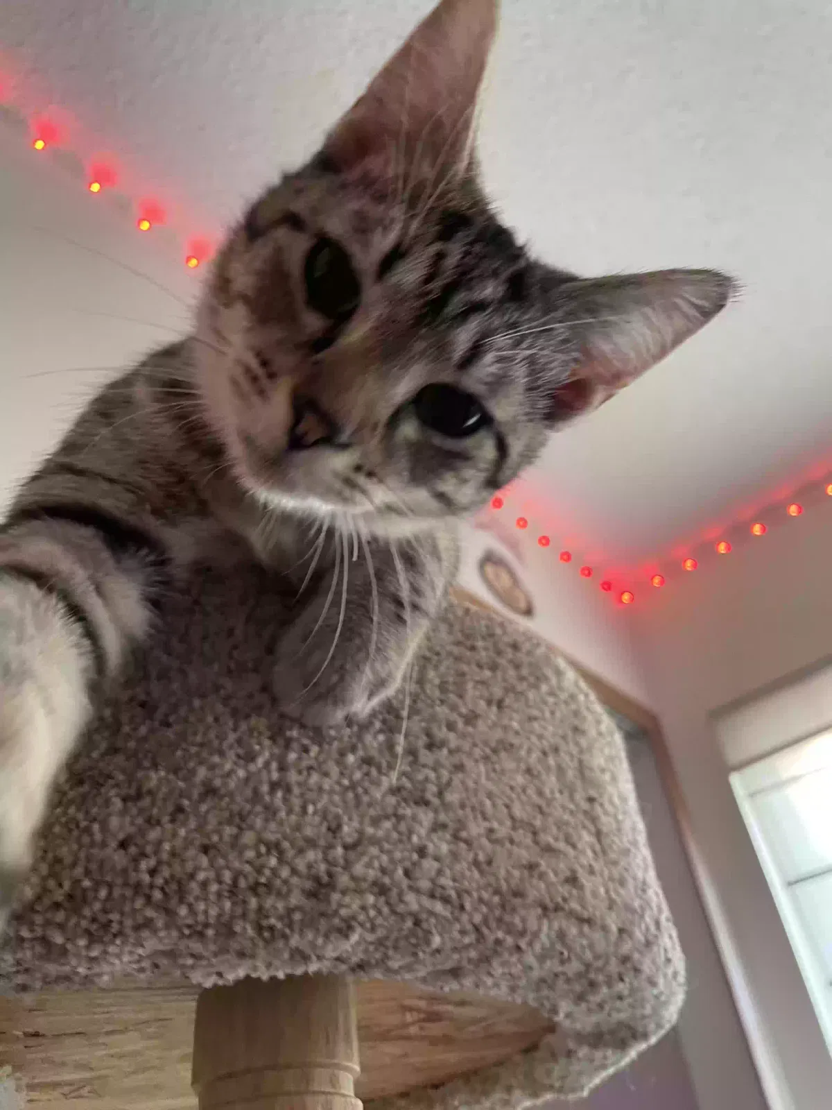 Lost cat in Reynoldsburg, OH, 43068