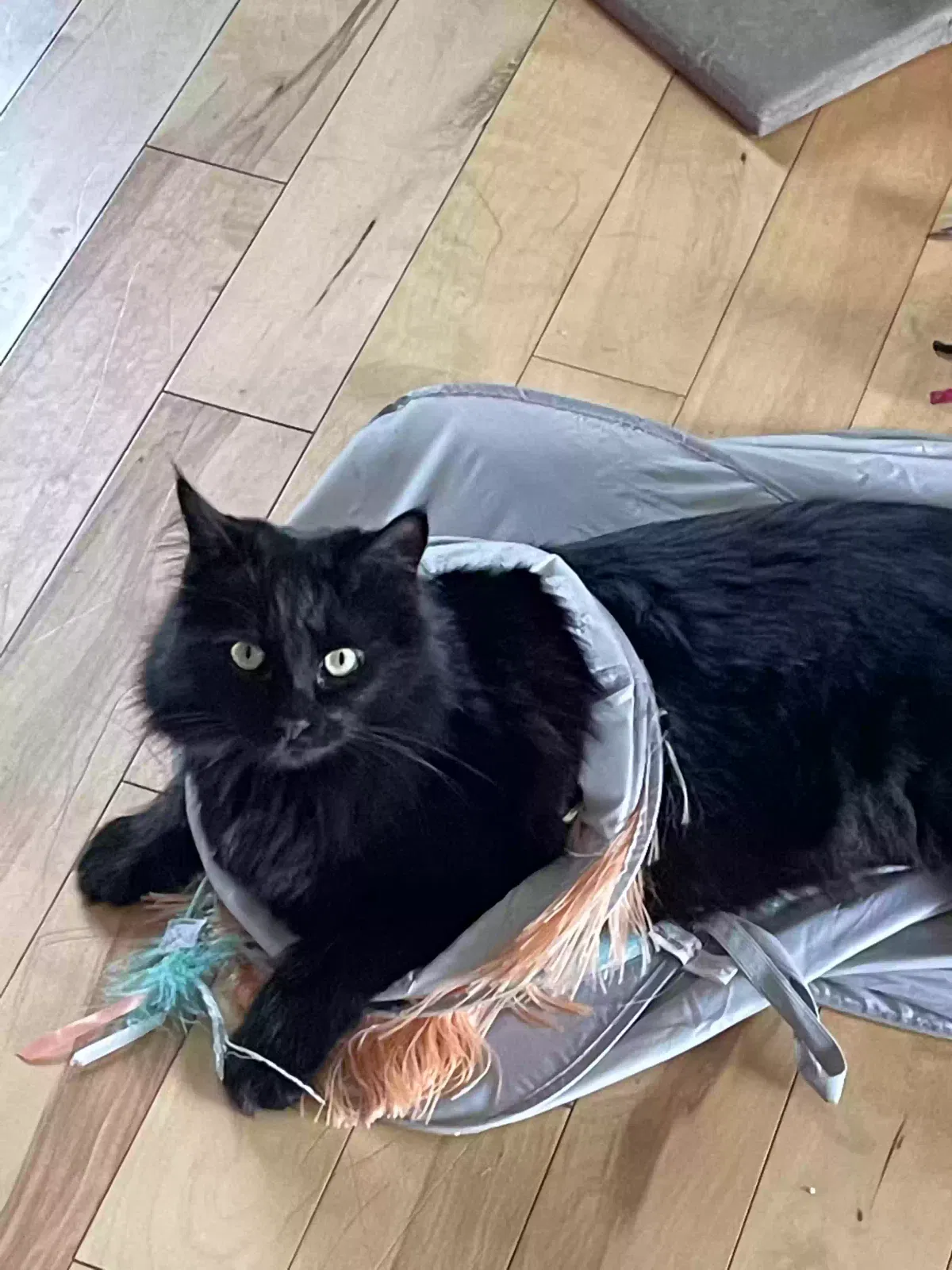 Lost cat in Mount Vernon, WA, 98273