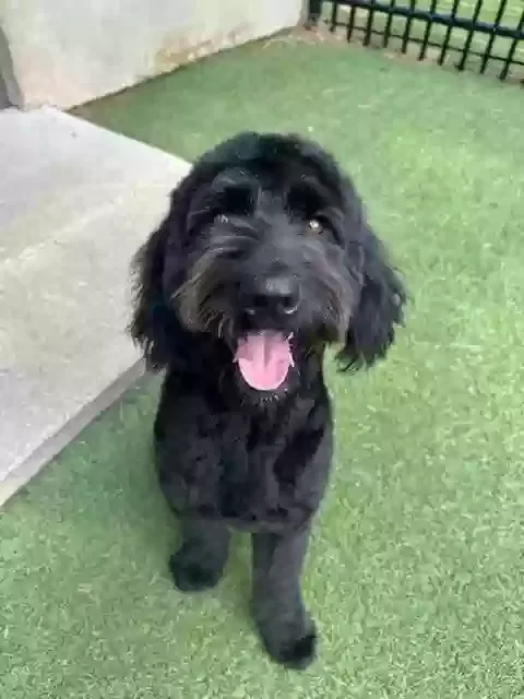 Lost dog in Montgomery, AL, 36105