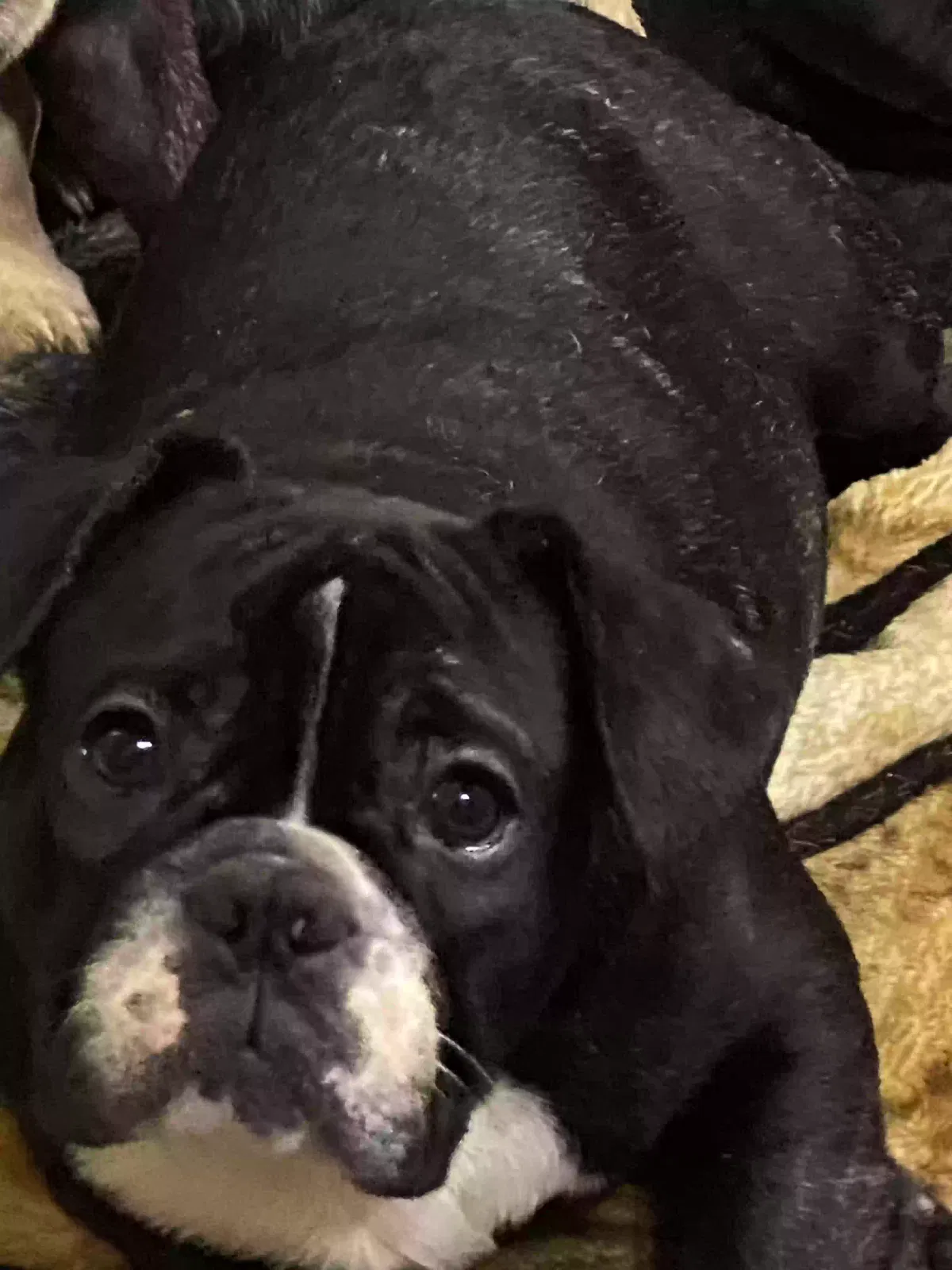 Lost dog in Commerce, GA, 30529