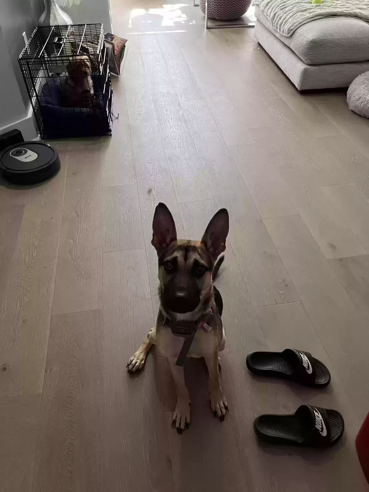 Lost dog in Atlanta, GA, 30314