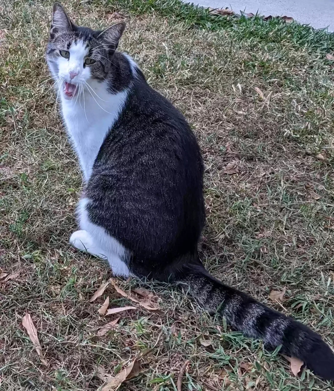 Lost cat in Palm Beach Gardens, FL, 33410