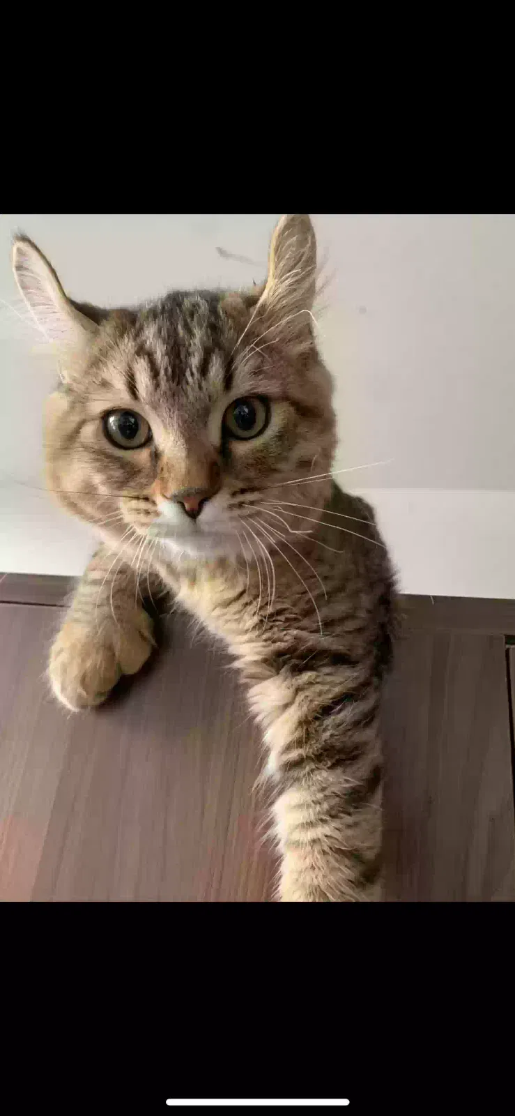 Lost cat in Cardiff By The Sea, CA, 92007