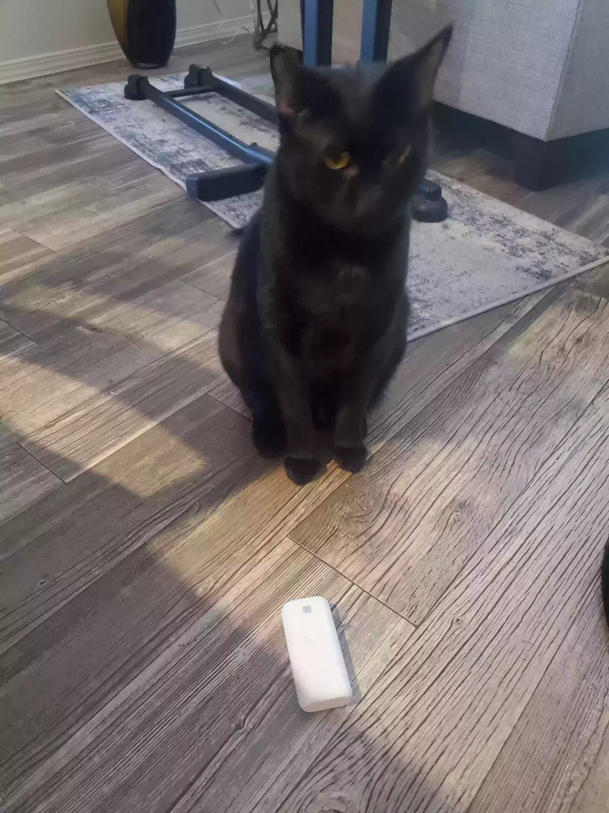 Lost cat in Avondale, AZ, 85323