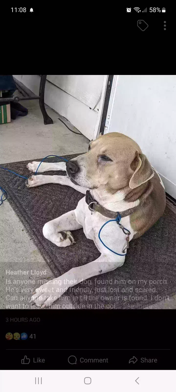 Found dog in Indianapolis, IN, 46221